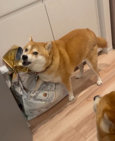 ごはんの袋の上に右前足おくワンコと見てるワンコ