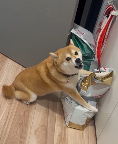 カリカリを両前足で守るワンコ怒ってる