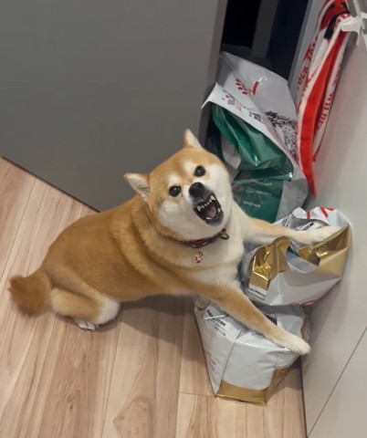 カリカリを両前足で守るワンコかなり怒ってる