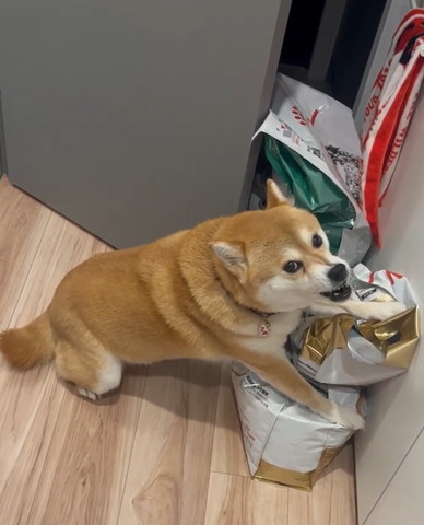 カリカリを両前足で守るワンコ怒りながら上目遣い