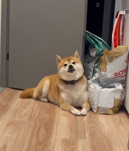 伏せしてるワンコ