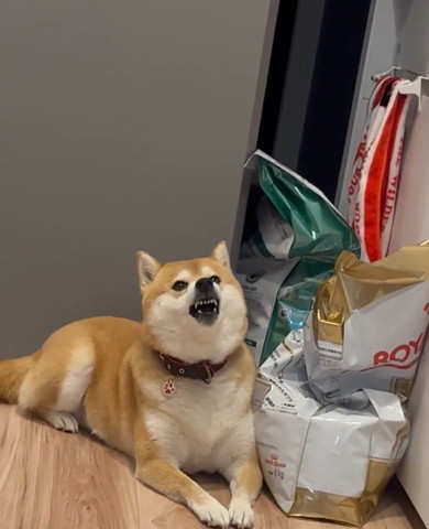 伏せして怒ってるワンコ