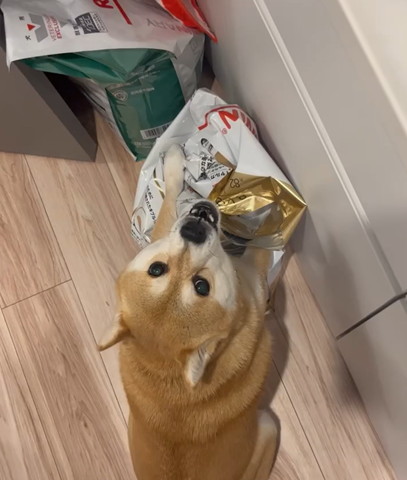 上を見上げるワンコ