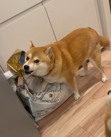 ごはんの袋の上に右前足おくワンコ見てるワンコ少し映ってる