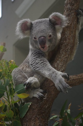 木に捕まるコアラ正面