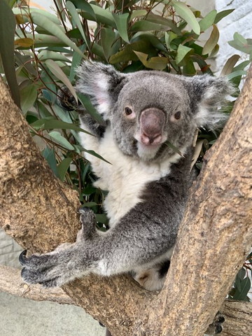 木から上目遣いコアラ