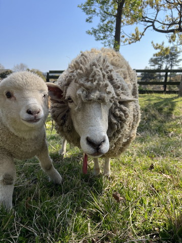 羊の親子