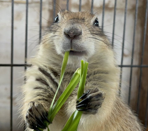 草持ってる小動物