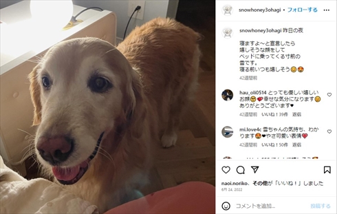 石田ゆり子と愛犬・雪