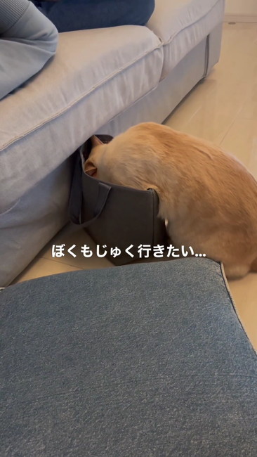 ぼくも行きたい2