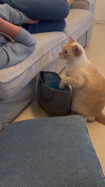 お兄ちゃん……