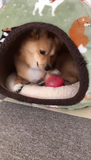 ボール