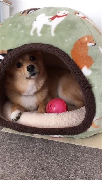 人の言葉が分かるワンコ