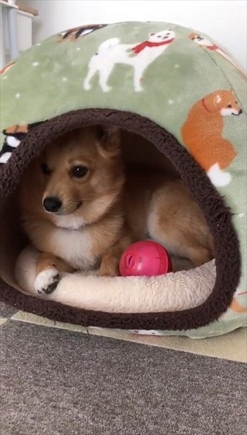 人の言葉が分かるワンコ