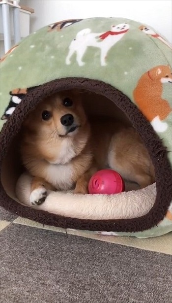 人の言葉が分かるワンコ