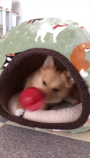 人の言葉が分かるワンコ