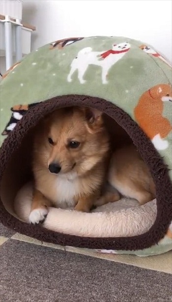 人の言葉が分かるワンコ