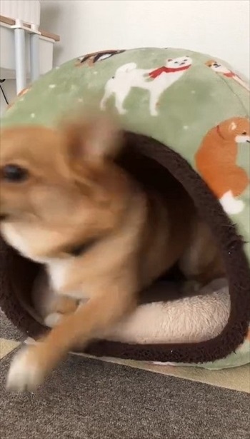 人の言葉が分かるワンコ