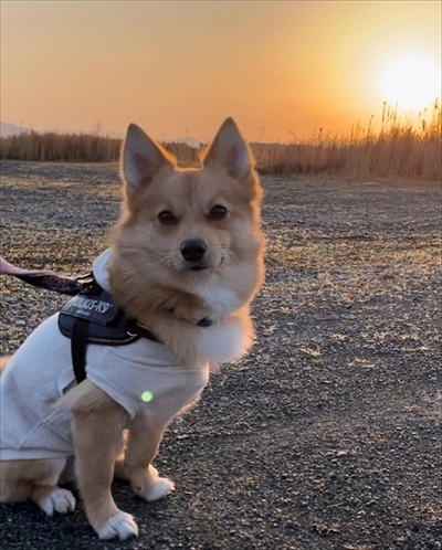 人の言葉が分かるワンコ