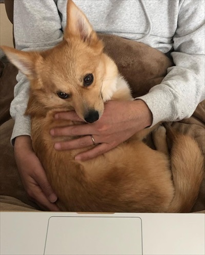 人の言葉が分かるワンコ