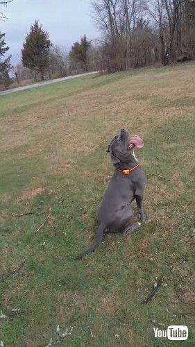 木の枝を取りたい犬