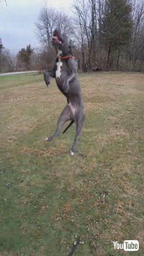 木の枝を取りたい犬