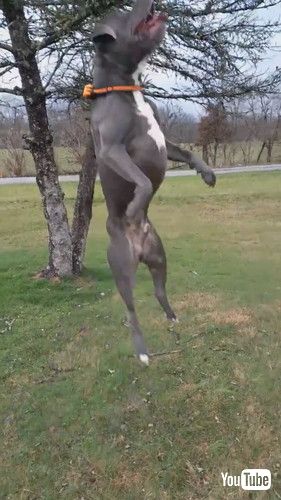 木の枝を取りたい犬