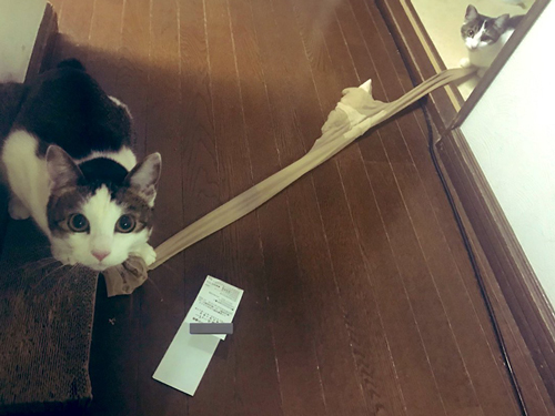 ストッキングで綱引きをする猫