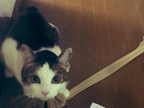 不思議そうな猫