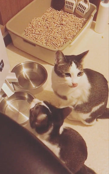 はやく食べたい