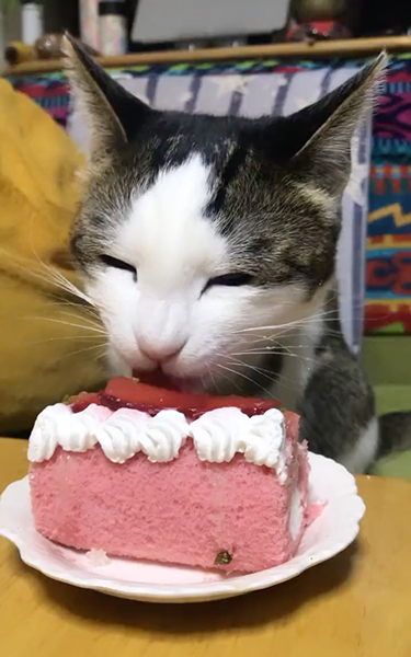 誕生日ケーキと猫