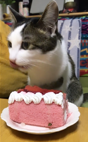 誕生日ケーキ