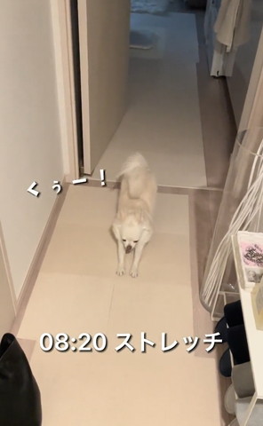 ストレッチテロップ