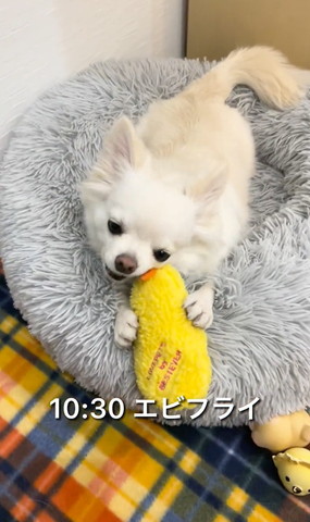 エビフライテロップ