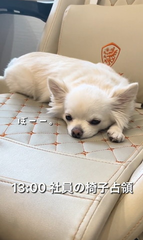 社員のイス占領テロップ