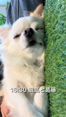 眠気と葛藤テロップ