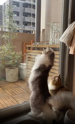 窓際で2足立ちする猫とお座りする猫