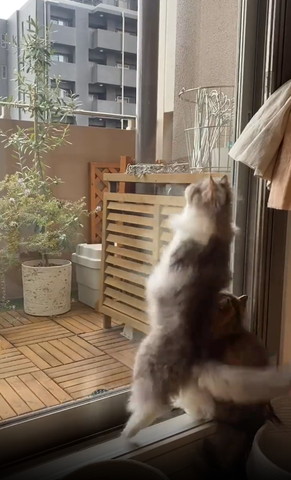 窓際で2足立ちする猫左足あげる