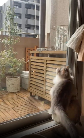 窓際で1匹の猫にかぶさる猫