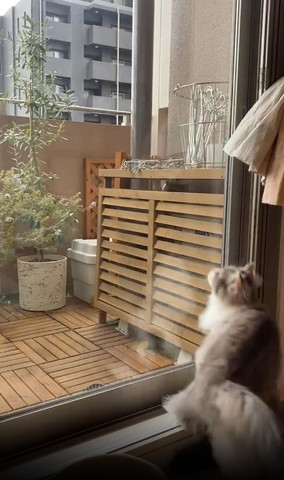 窓際に1匹の猫ちゃん動き回ってる