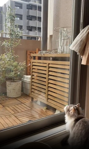 窓際に1匹の猫ちゃん