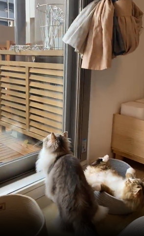 お座り猫とヘソ天してる猫