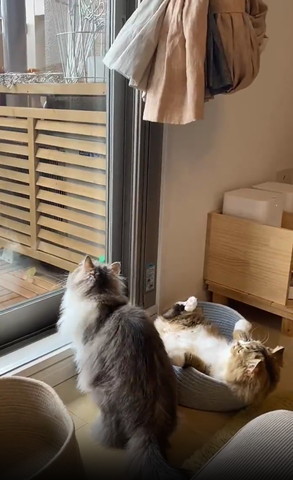 お座り猫とヘソ天してる猫真ん中