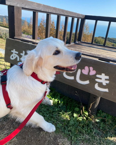 笑顔のワンコ横顔