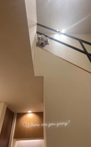 階段から見下ろすワンコ遠い