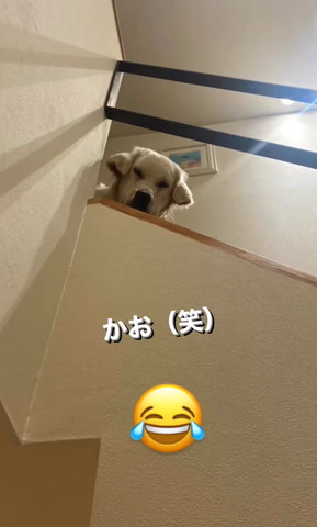 階段から見下ろすワンコ少しアップ