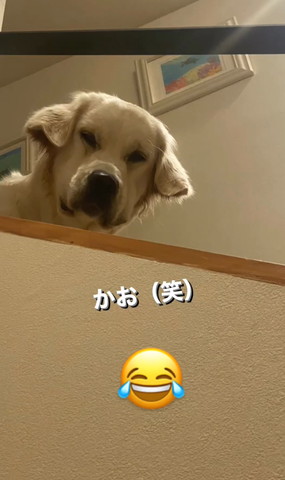 パトロール犬