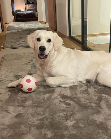 ボールと伏せしてるワンコ