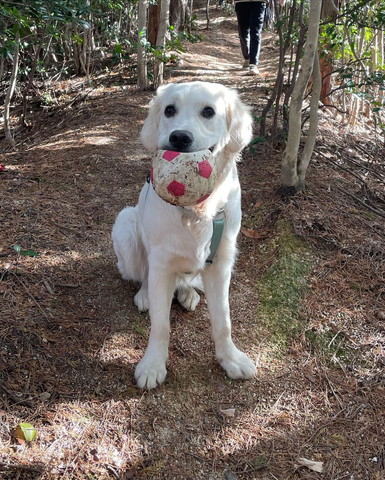 ボールくわえてるワンコ