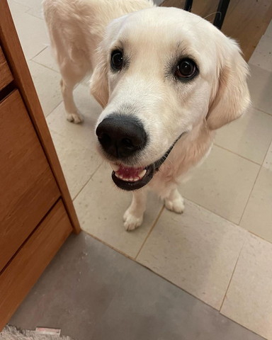 笑顔ワンコアップ